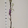 Wisteria frut. 'Amethyst Falls' 175-200 cm 25L
