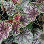 Heuchera 'Beauty Colour' GM P9