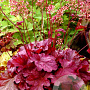 Heuchera 'Berry Smoothie' GM P9