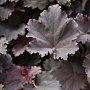 Heuchera 'Binoche' GM P9