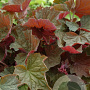 Heuchera 'Brownies' GM P9