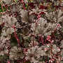 Heuchera 'Dark Mystery' GM P9