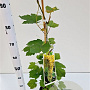 Vitis 'Bianca' 70-80 cm 2,5L