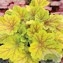 Heuchera 'Electric Lime' GM P9