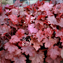 Heuchera 'Fire Chief' GM P9