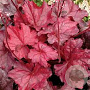 Heuchera 'Fire Chief' GM P9