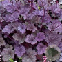 Heuchera Frosted Violet GM P9