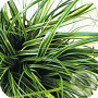 Carex 'Everlime' GM 2,0L