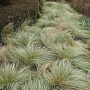Carex 'Frosted Curls' GM C5