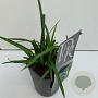 Carex 'Irisch Green' GM 2,0L