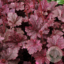 Heuchera 'Midnight Rose' GM P9