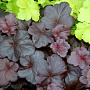 Heuchera 'Obsidian' GM P9