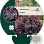 Heuchera 'Obsidian' GM P9