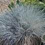 Festuca 'Elijah Blue' C1.5 wortelecht