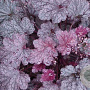 Heuchera 'Plum Pudding' GM P9