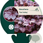 Heuchera 'Plum Pudding' GM P9