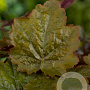 Heuchera 'Rachel' GM P9