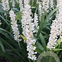 Liriope 'Monroe White' GM 2,0L