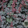 Heuchera 'Raspberry Ice' GM P9