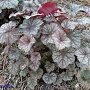 Heuchera 'Ruby Veil' GM P9