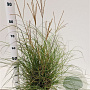 Miscanthus sinensis 'Yakushima Dwarf' 30-40 cm 4,0L