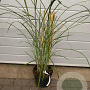 Miscanthus sin. 'Malepartus' GM C5