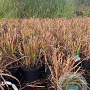 Miscanthus sin. 'Strictus' GM C5