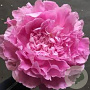Paeonia (LD) 'Alexander Fleming' GM P12