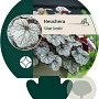 Heuchera 'Silver Scrolls' GM P9