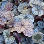 Heuchera 'Silver Scrolls' GM P9