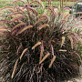 Pennisetum 'Rubrum Dwarf' GM 2,0L