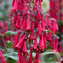 Phygelius colourburst 'Deep Red' 30-40 cm 3,0L