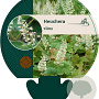 Heuchera villosa GM P9