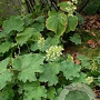 Heuchera villosa GM P9