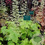 Heuchera villosa 'Chantilly' GM P9