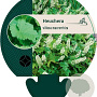 Heuchera villosa macrorrhiza GM P9