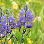 Camassia leichtlinii 'Blaue Donau' gm 4,0L