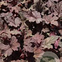 Heucherella 'Infinity' GM P9