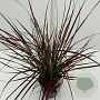 Pennisetum 'Fireworks' GM 2,0L
