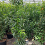 Prunus lusitanica 'Brenelia' 150-175 cm 20L
