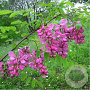 Robinia margaretta 'Casque Rouge' 14-16 HO container 200 cm stam