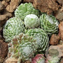 Sempervivum Groen/Green/GrÃ¼n GM  P11