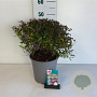 Spiraea jap. 'Rick Star' 40-50 cm 6,5L