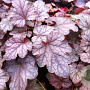 Heucherella 'Quicksilver' GM P9