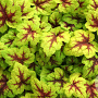 Heucherella 'Stoplight' GM P9