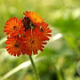 Hieracium aurantiacum GM P9