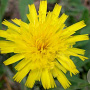 Hieracium pilosella GM P9