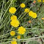 Hieracium pilosella GM P9