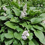 Hosta 'Glauca'' GM P9