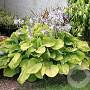 Hosta 'August Moon' GM P9